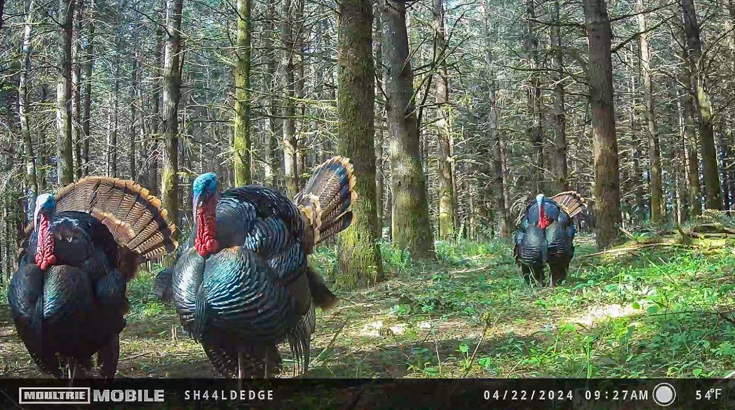 Turkeys on trail cameras