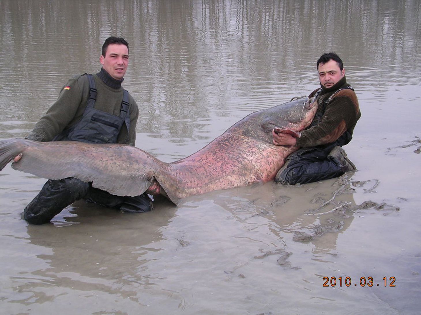 Two anglers pose with a world record wels catfish. 