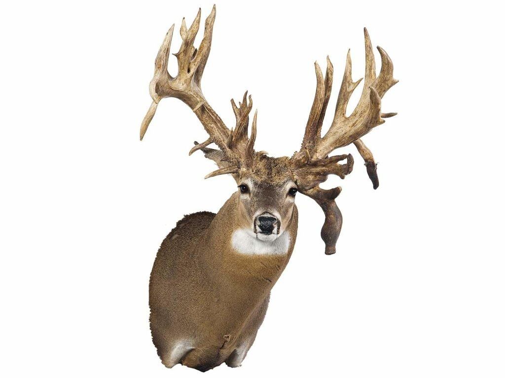 Tony Lovstuenâs 307 5/8 Monroe Co., Iowa giant buck