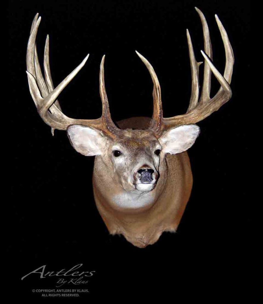 The Wayne Zaft buck was nearly a world record. 