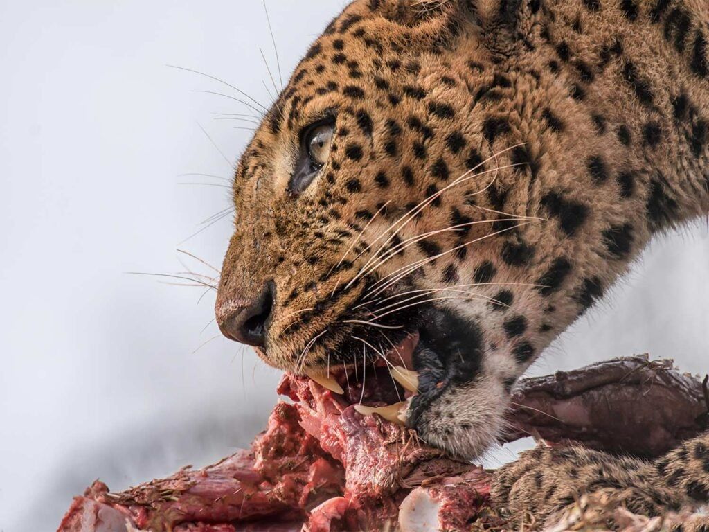 A jaguar feeding on its prey.