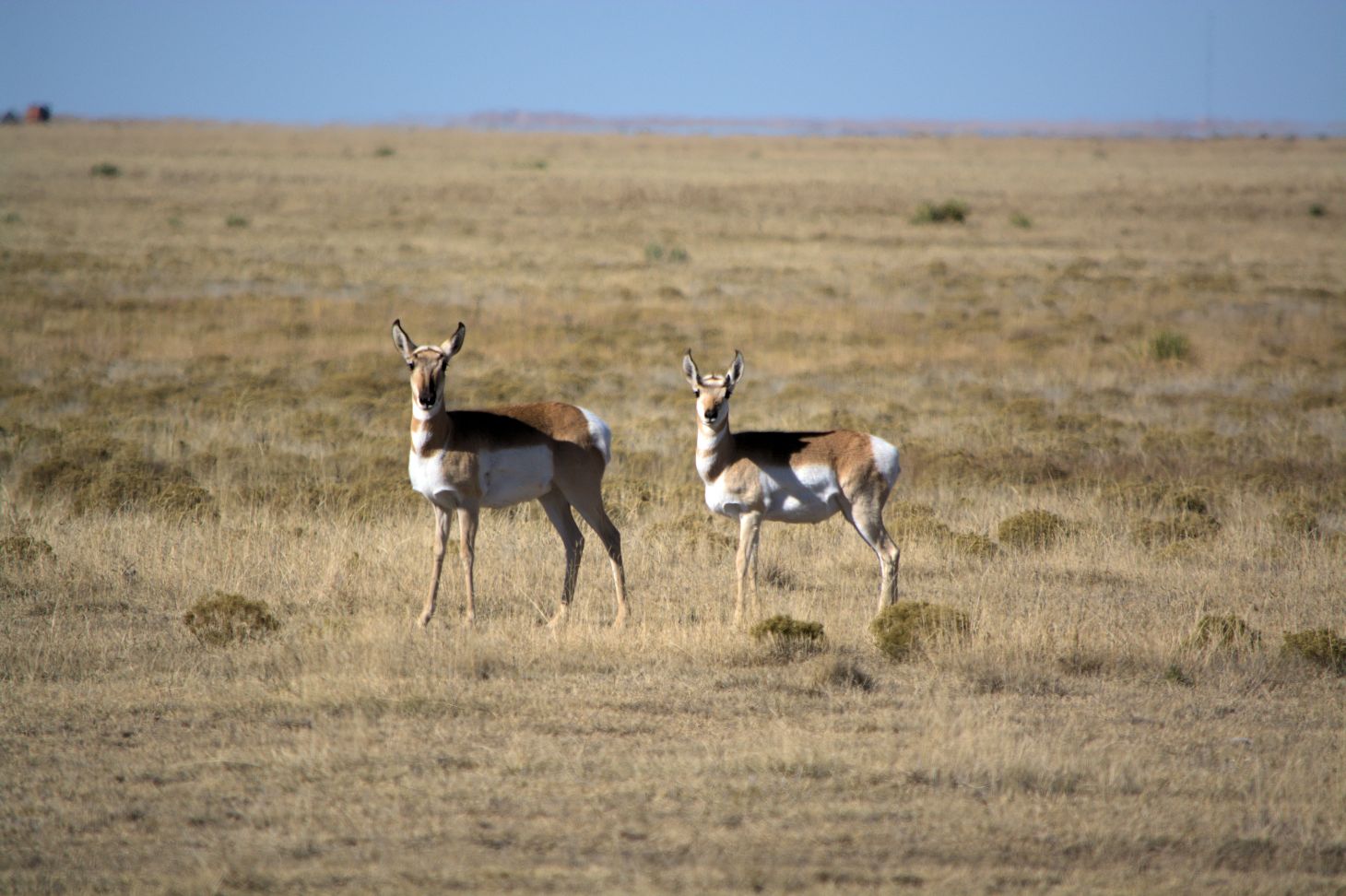 Pronghorn antelope graze an open field in New Mexico. 