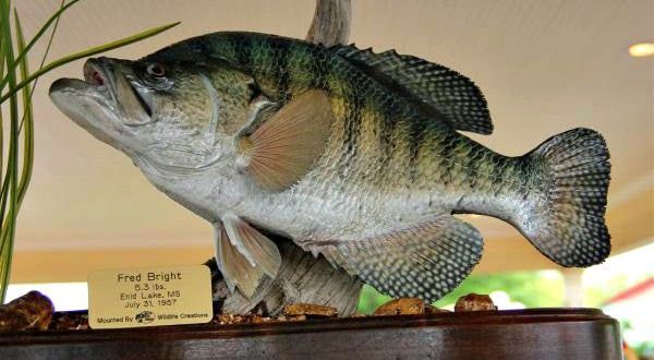 Fred BrightÃ¢€™s IGFA record white crappie.