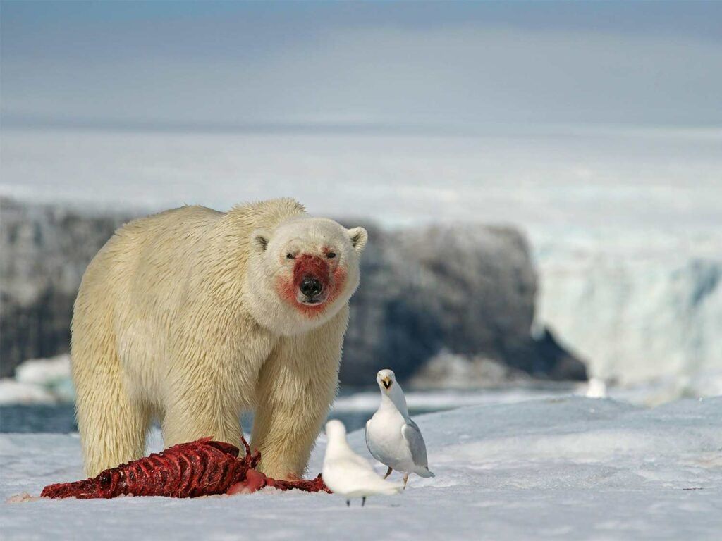 A polar bear feeding on a seal.