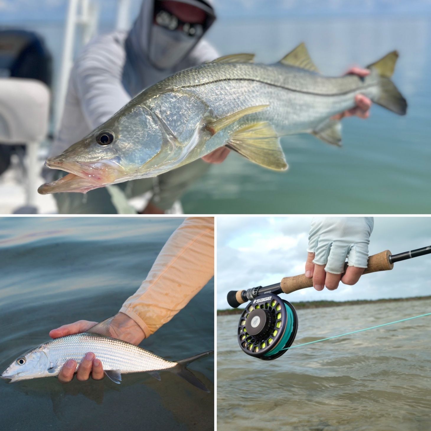 snook, Sage Salt R8 fly rod, and bonefish during saltwater fly rod testing