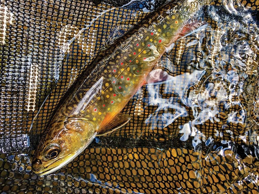 A brook trout in a net.