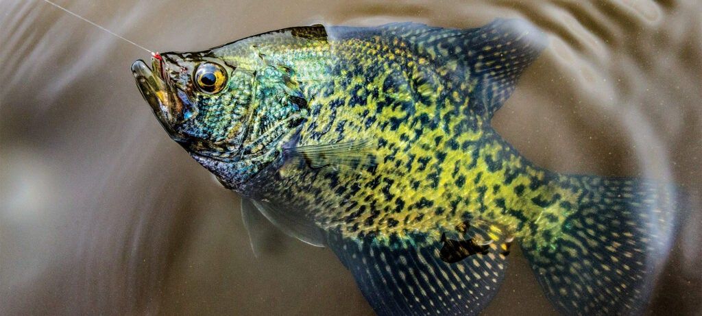 crappie fishing
