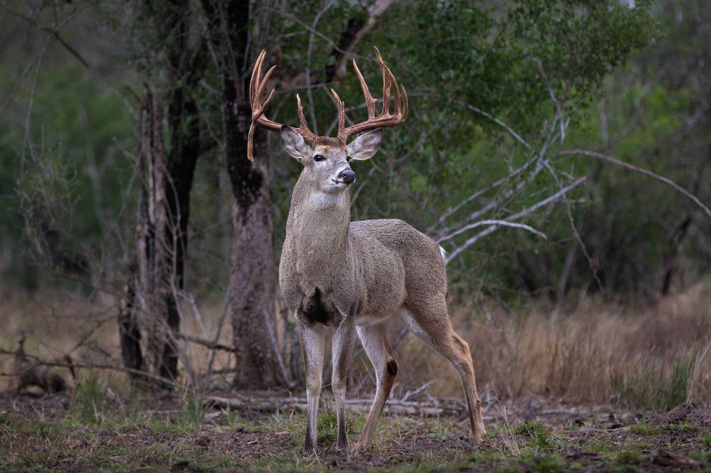 A huge droptine Texas buck scans for danger with brush in background.
