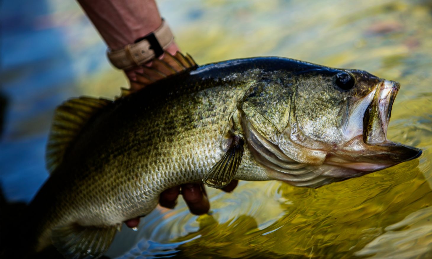 An angler lands a big largemouth bass in shallow water.