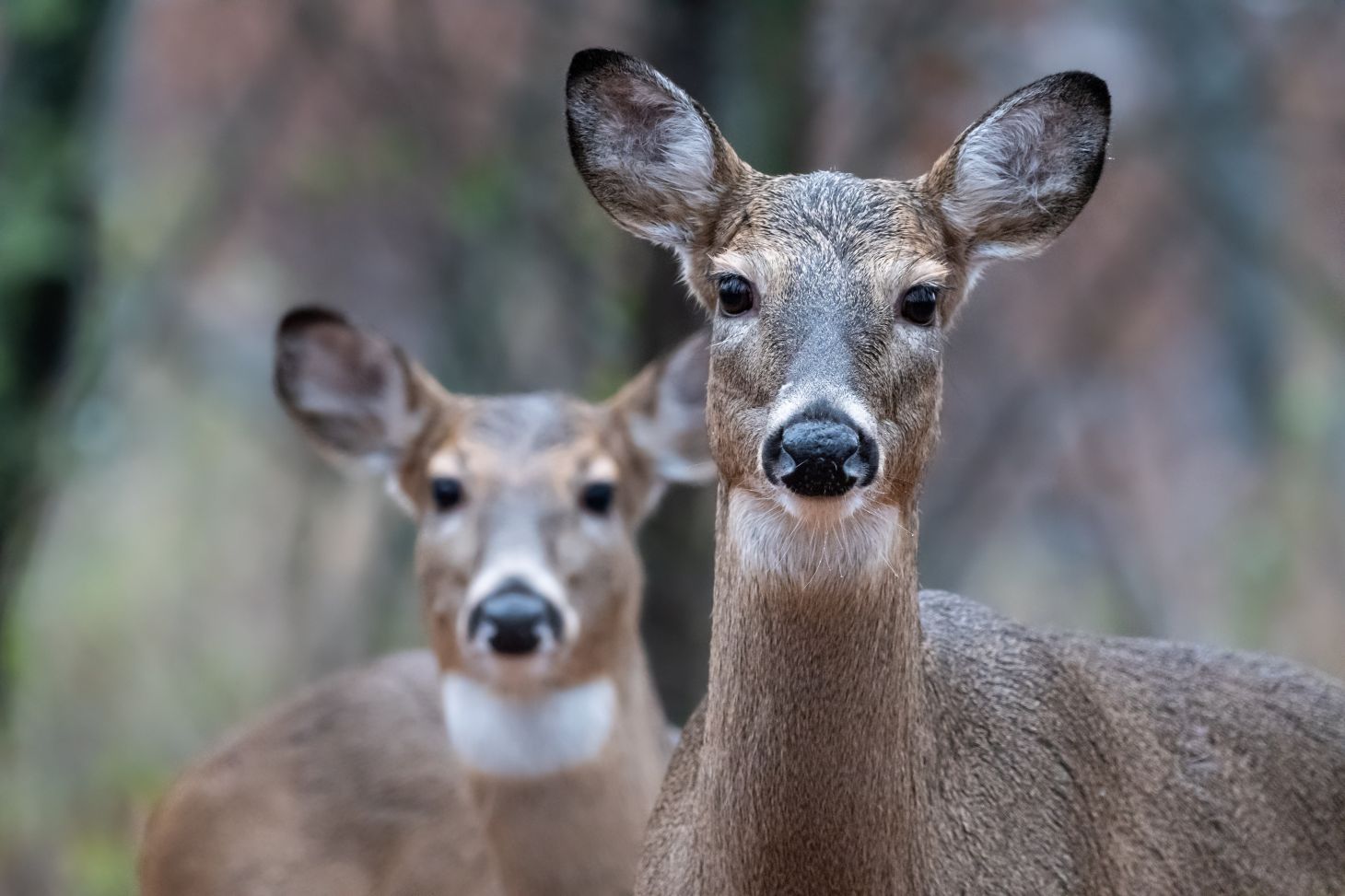 A pair of whitetail does stare intently with woods in the background. 