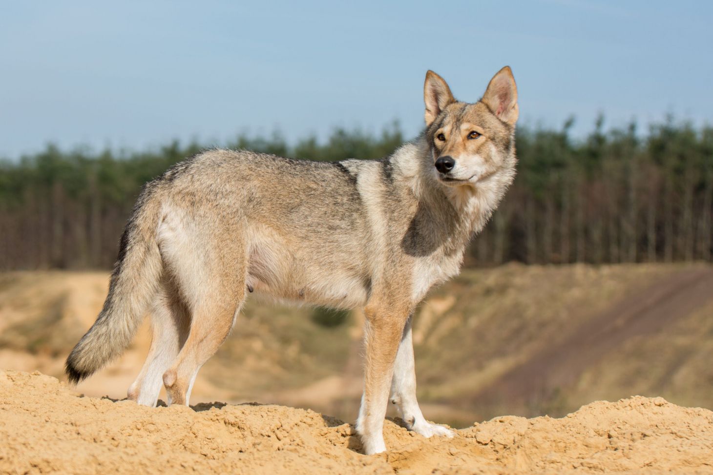 A Tamskan dog stands on a sandy berm, looking very much like coyote