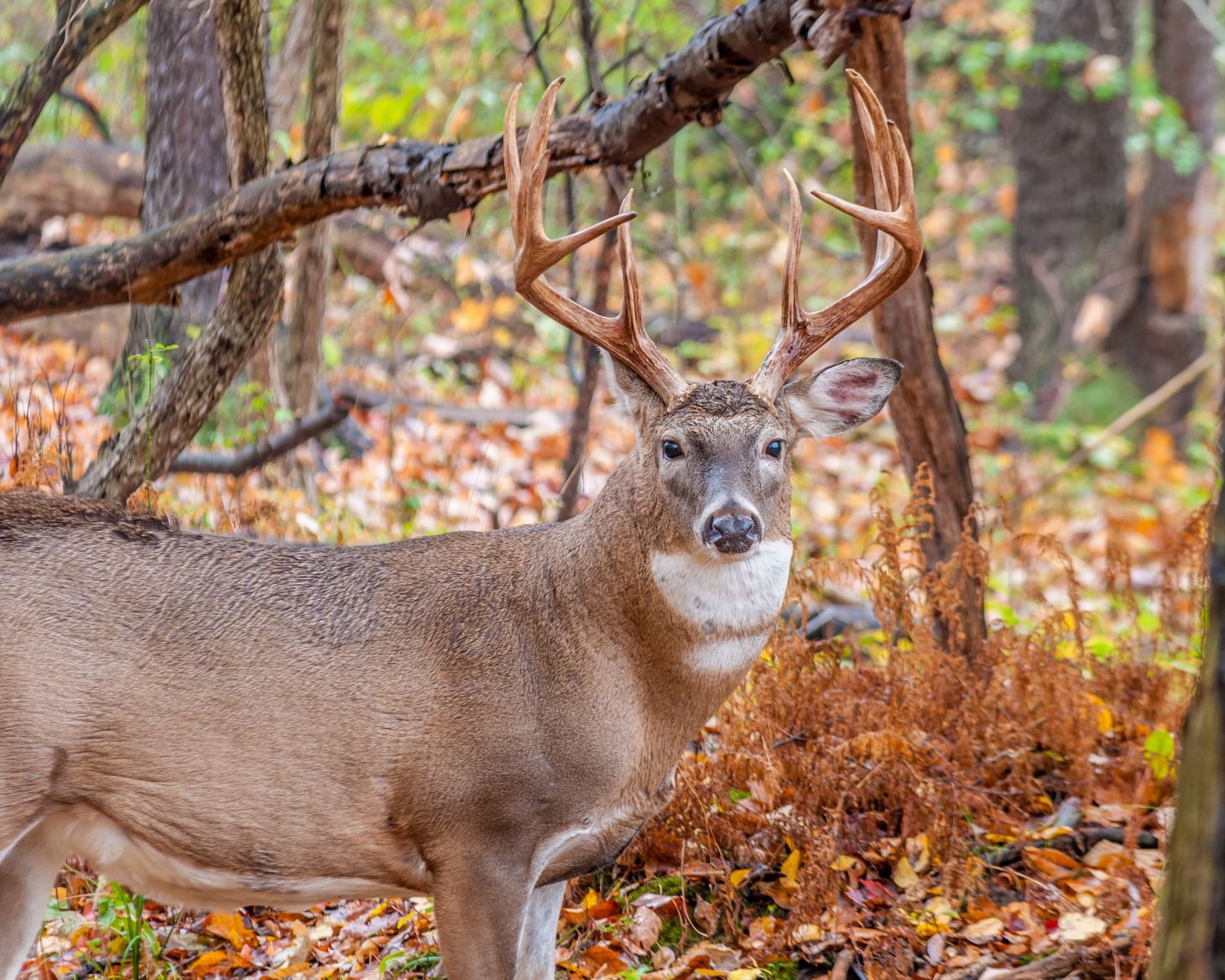 A big whitetail buck in the woods