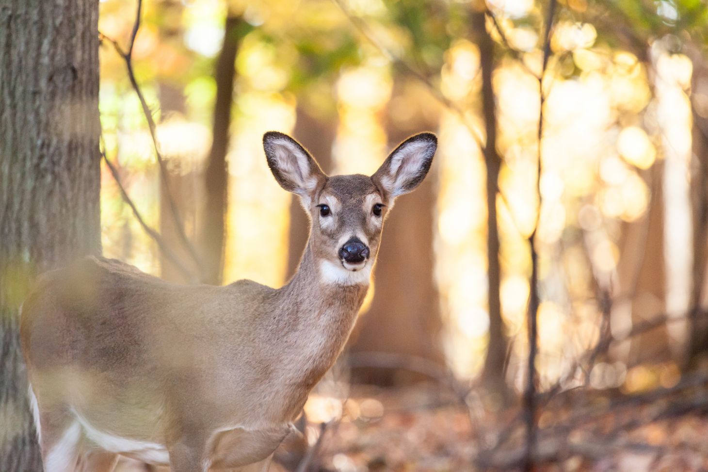 A whitetail does walks through the woods.