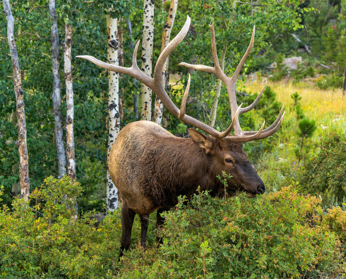 A big bull elk feeding near a meadow.