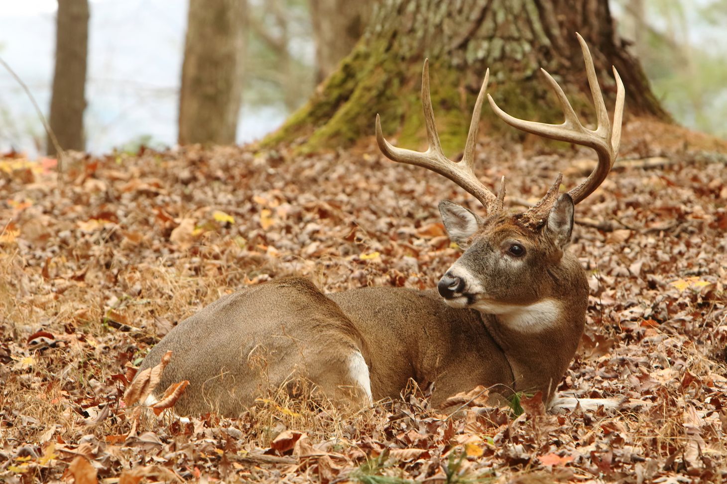 A whitetail buck bedded on a hardwood ridge. 