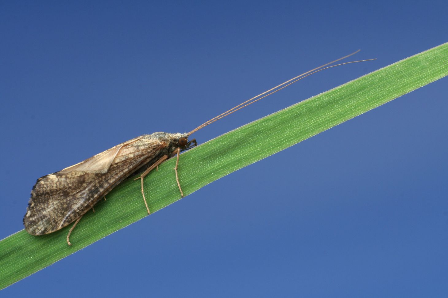 Caddis fly on a green leaf against the blue sky