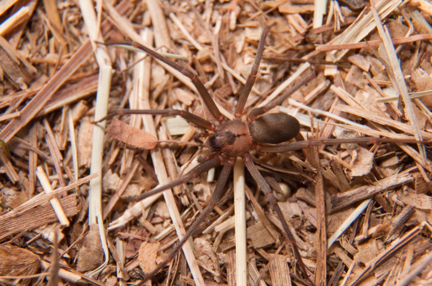 Photo of a brown recluse in the U.S.