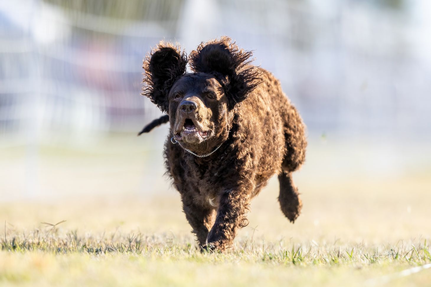 An American water spaniel. 