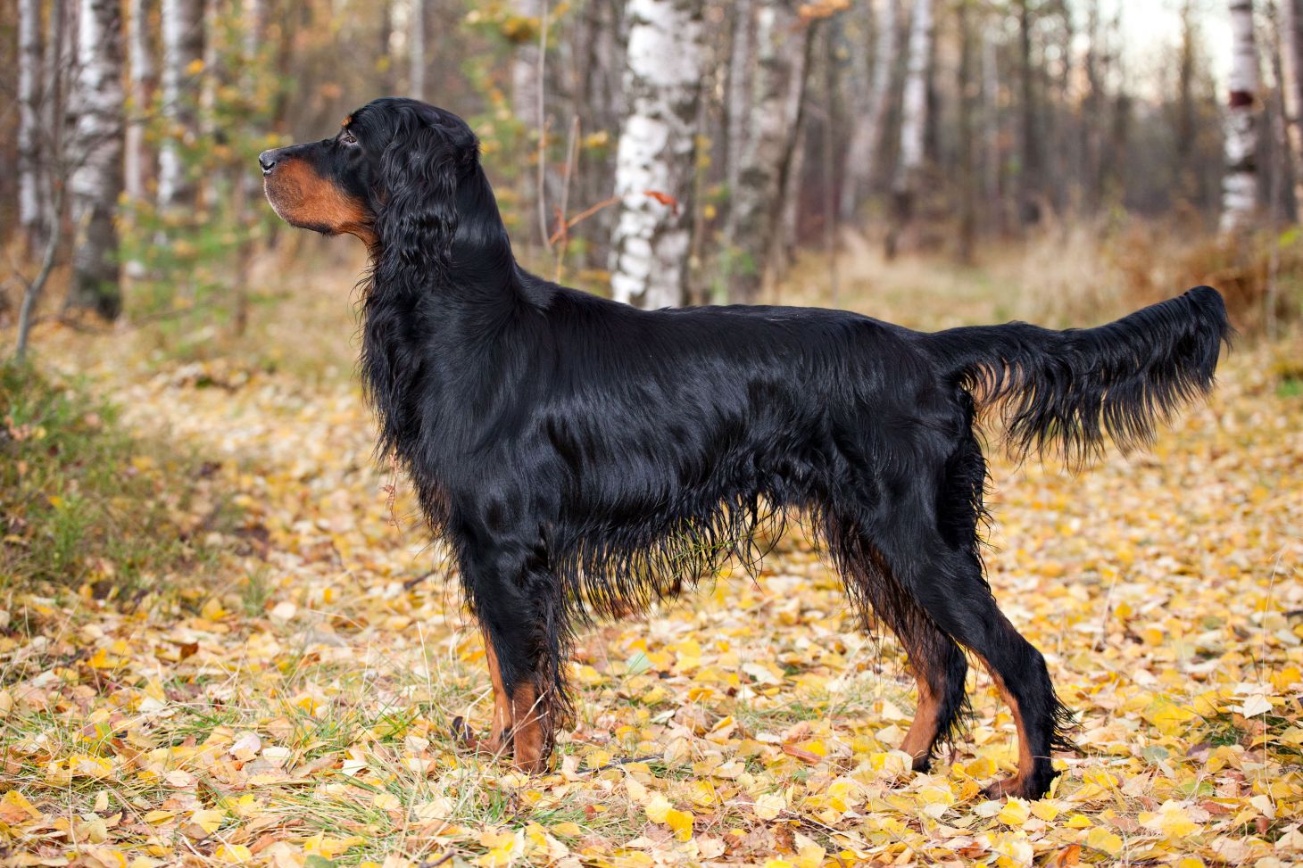 a gordon setter running in a field