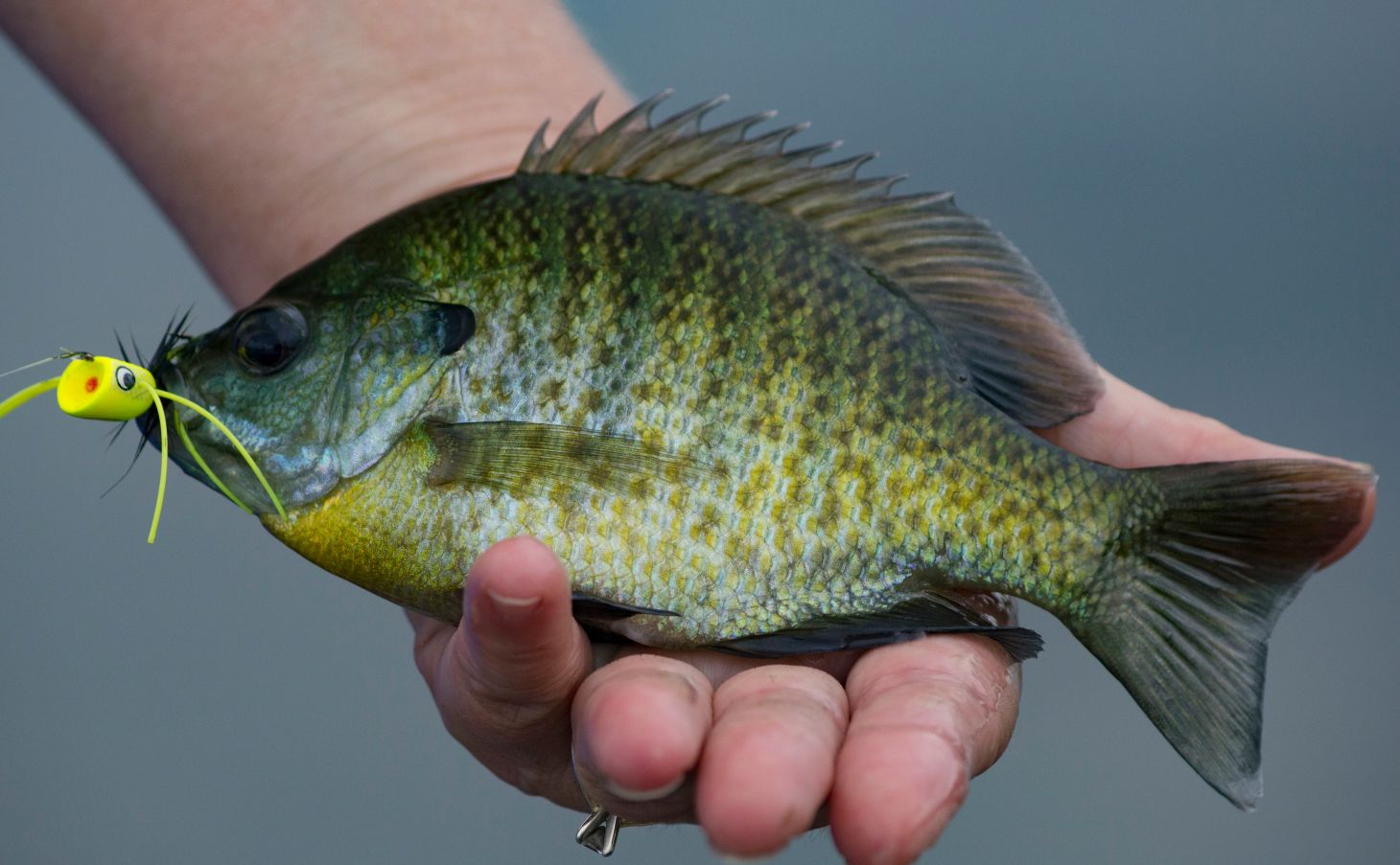 Angler holds bluegill in hand with a fly in the fish's mouth
