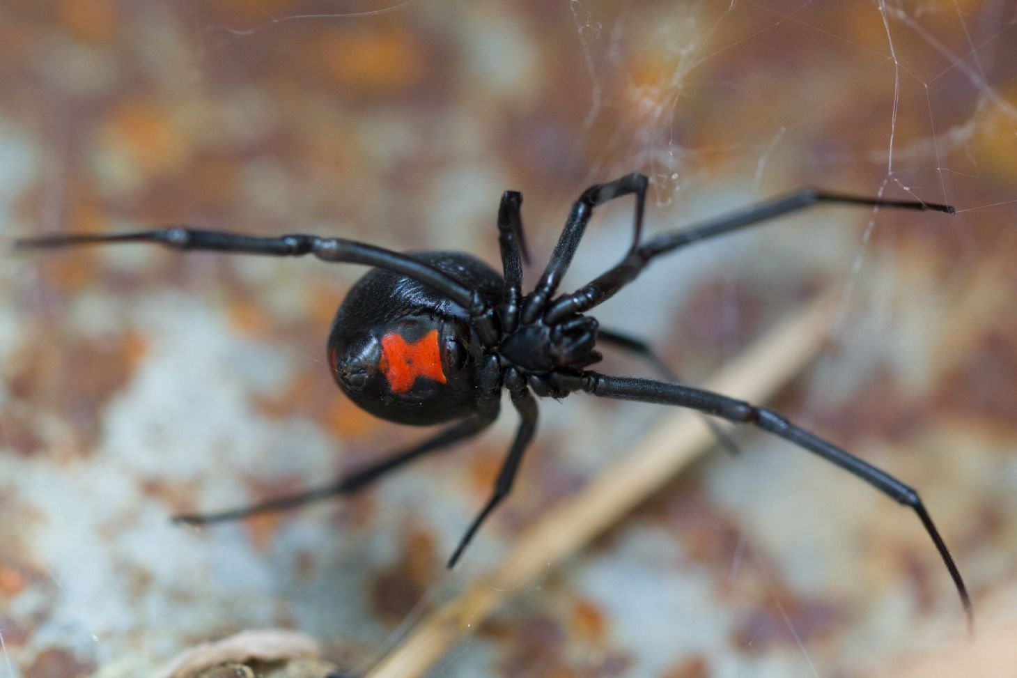 Photo of a black widow in the U.S.