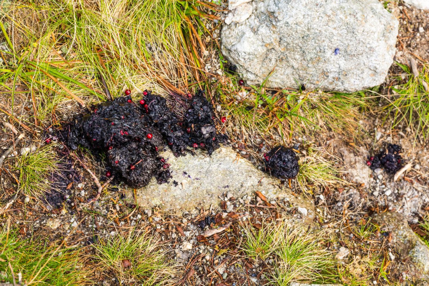 Photo of bear poop near a feeding territory