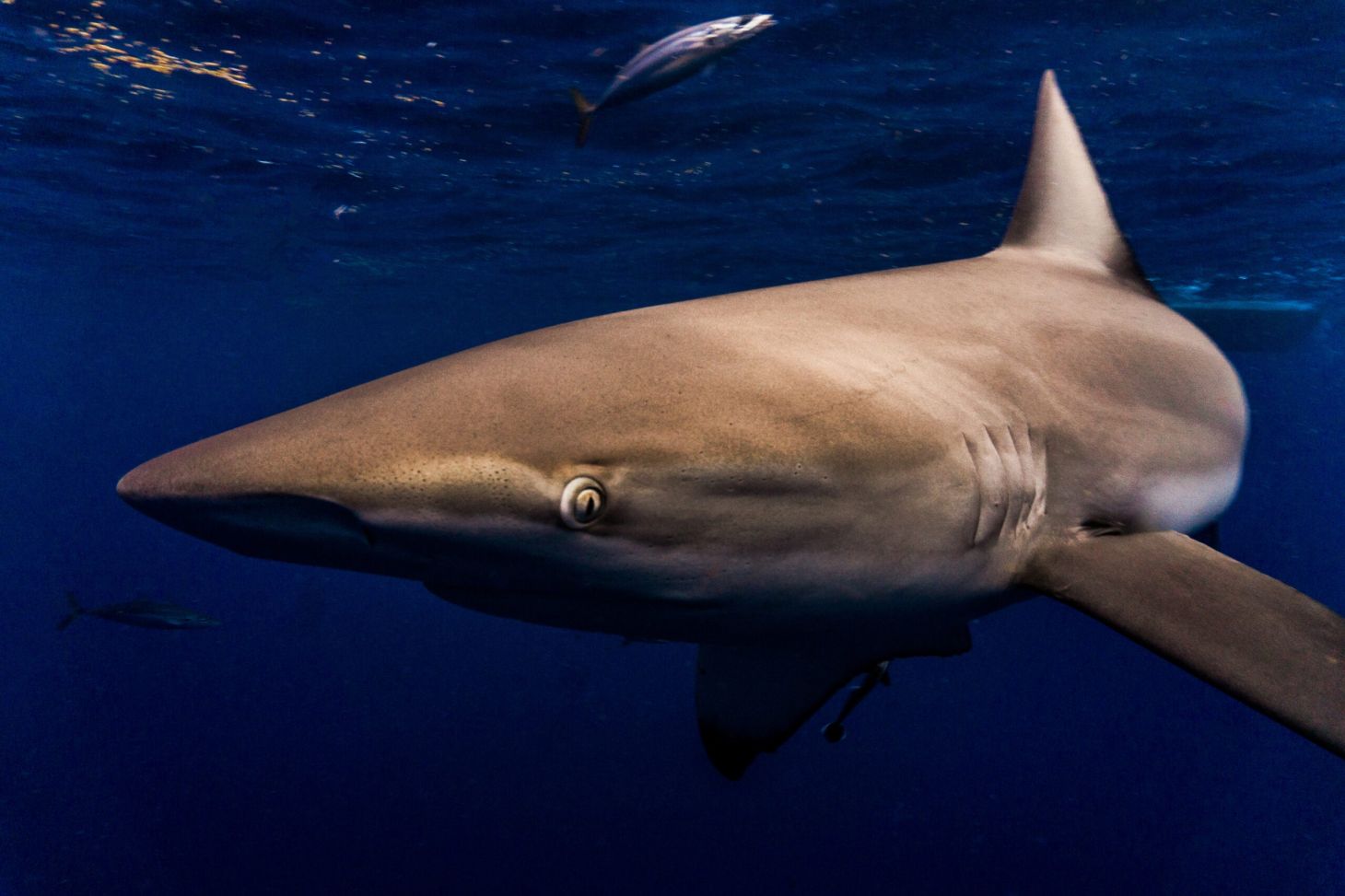 a closeup shot of a dusky shark