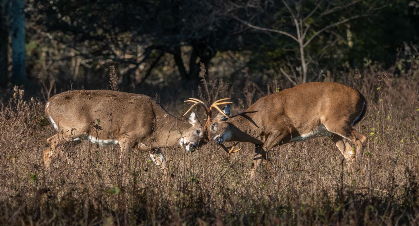 Two bucks fight in an opening in the woods.