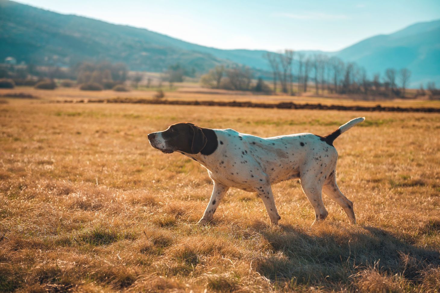 a german shorthaired pointer
