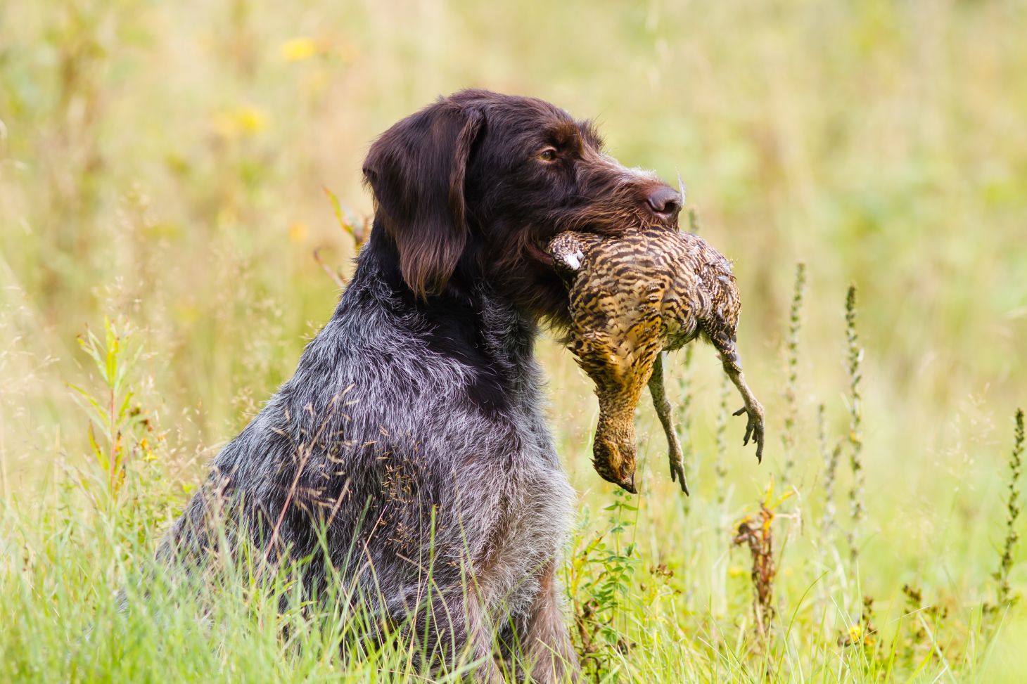 a drahthaas german wirehair pointer