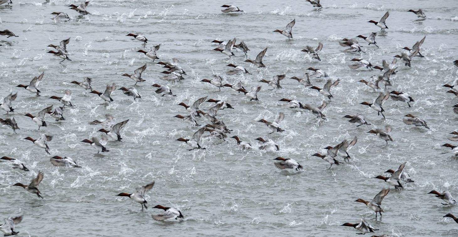 A flock of canvasbacks taking off