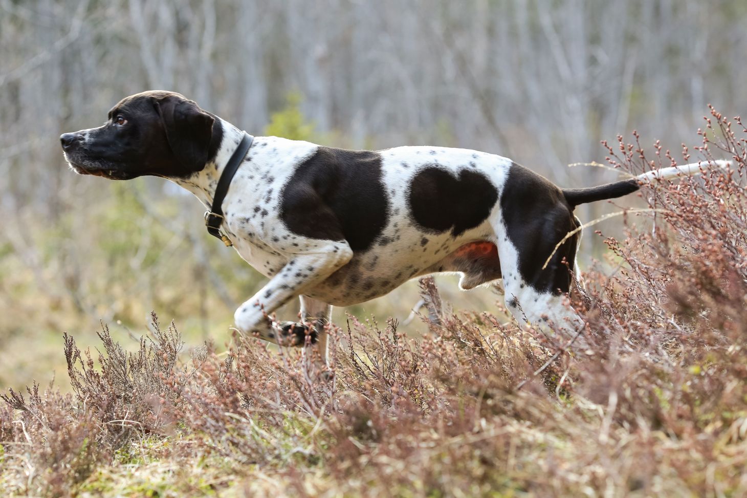 a pointer hunting dog in a hay field. these are great grouse hunting dogs if you know how to handle them