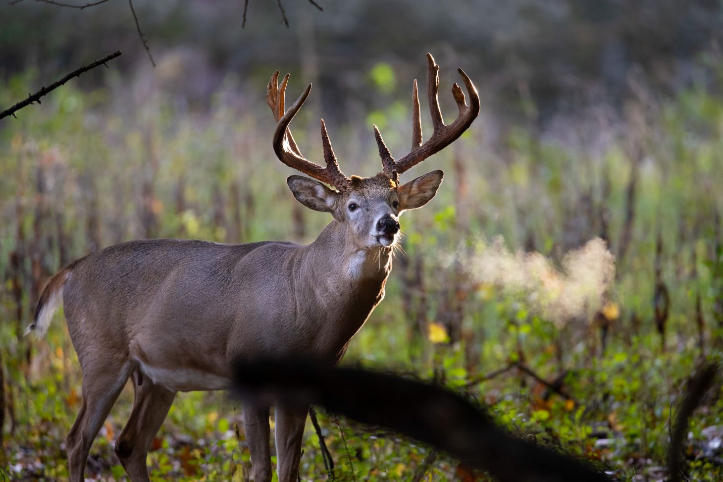 A big whitetail buck standing in the woods exhales a mist of steam.