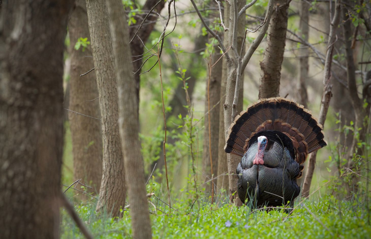 A tom turkey struts in the woods.