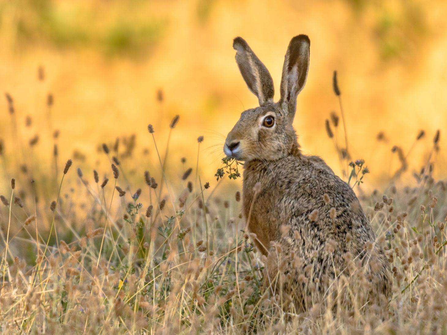 Photo of a jackrabbit standing in grass
