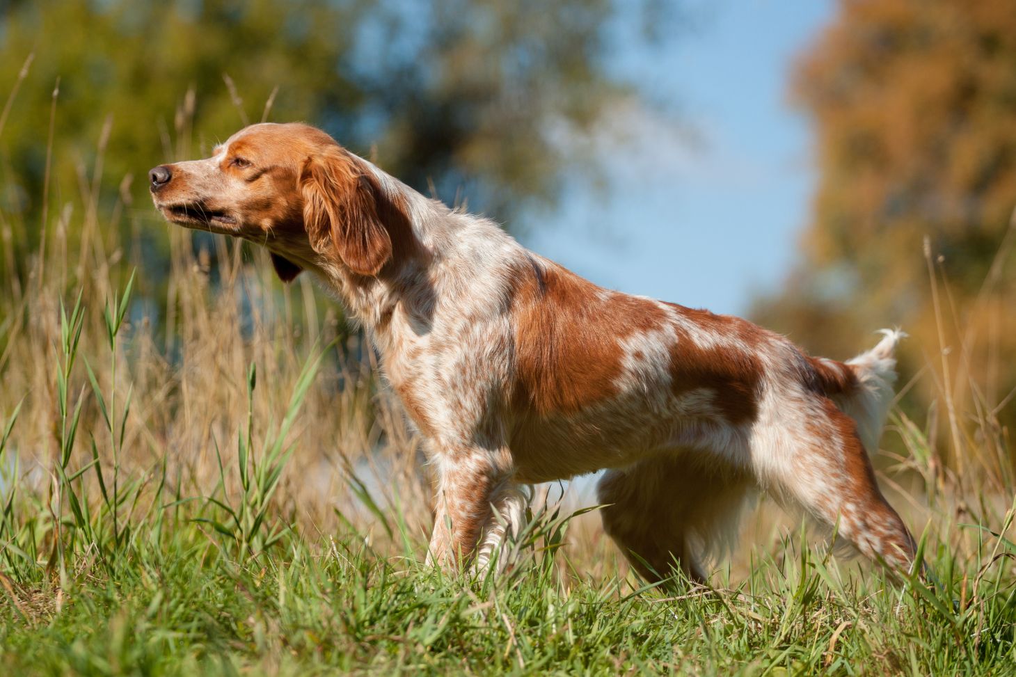 a brittany spaniel