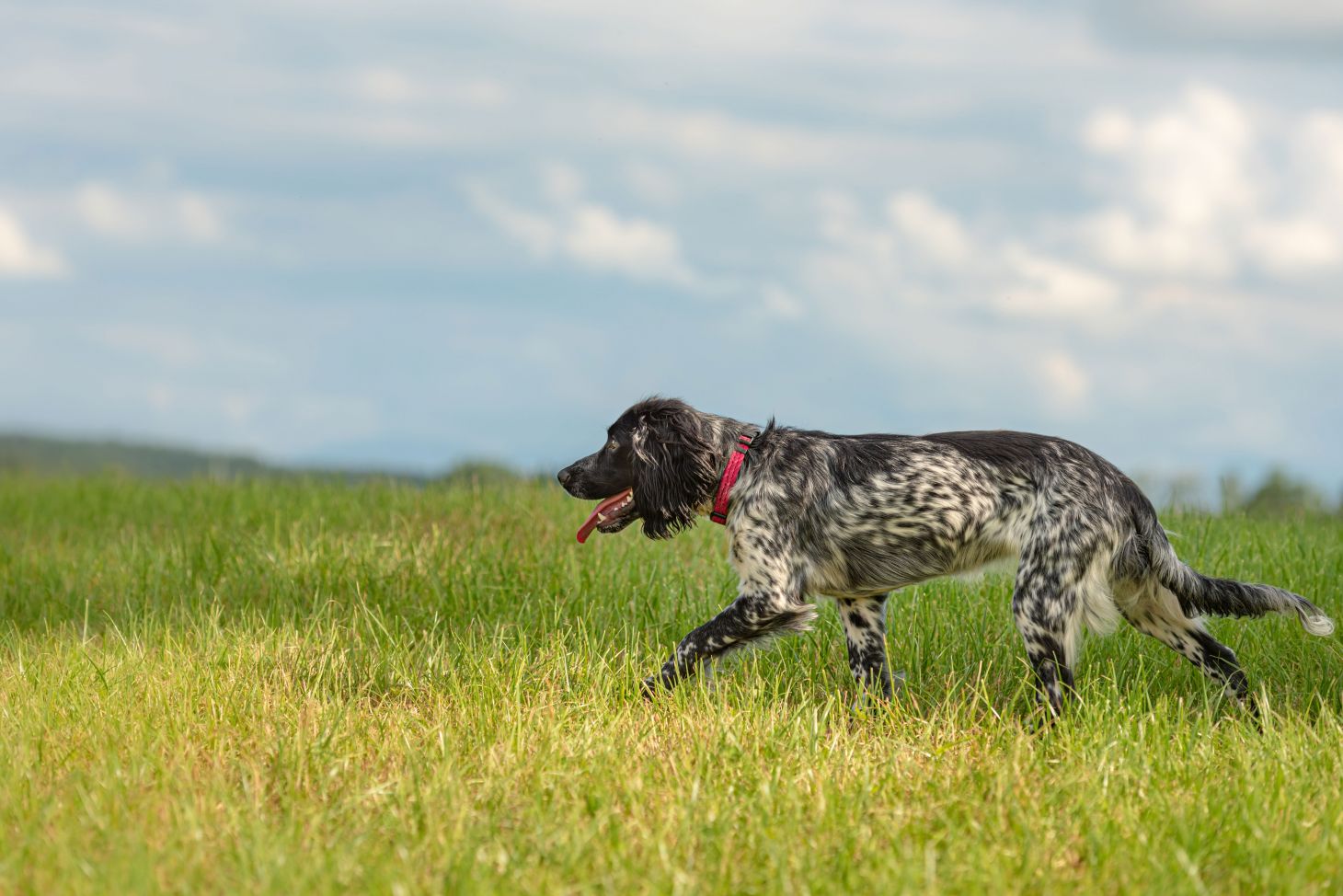 english cocker spaniel