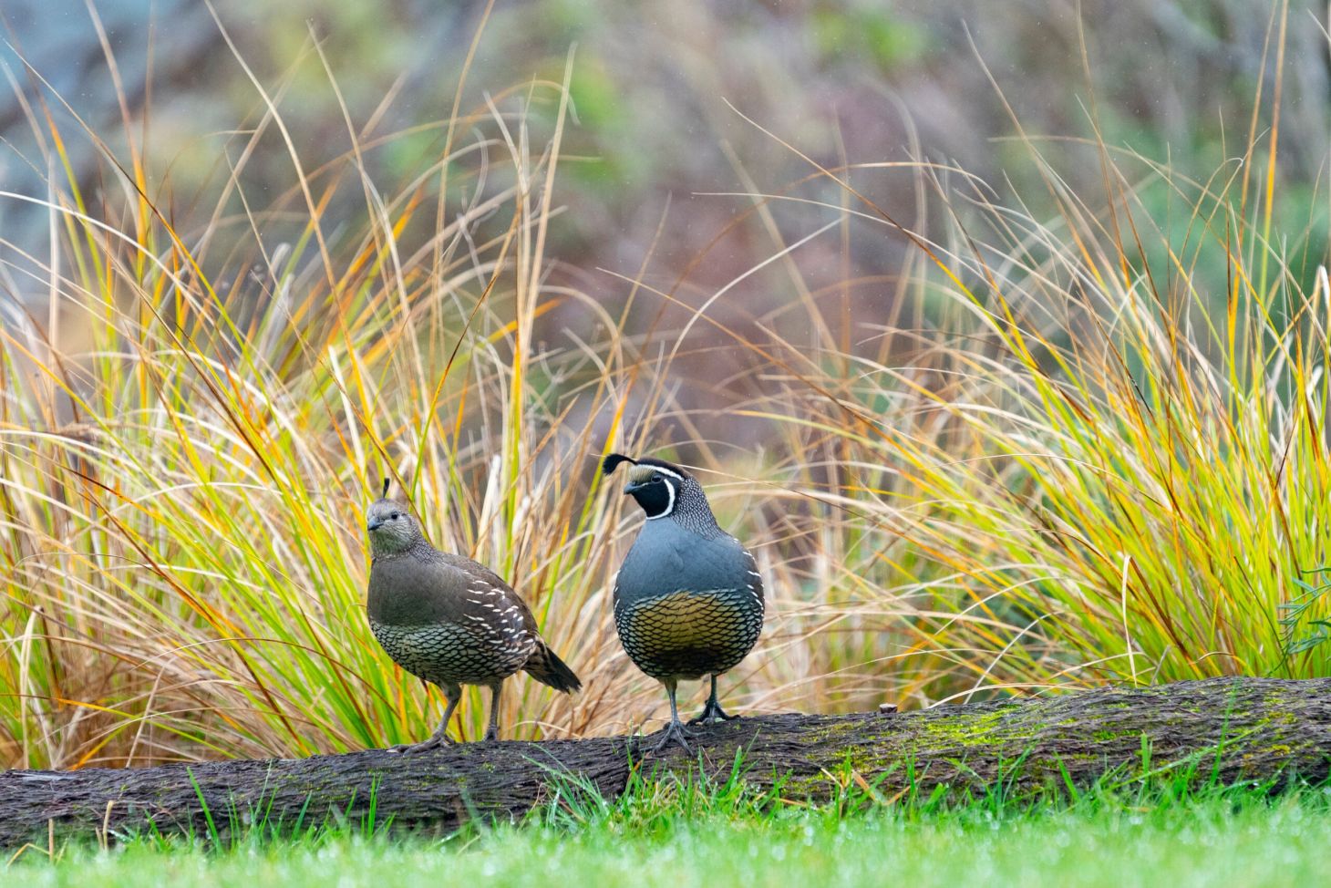 male and female California quail