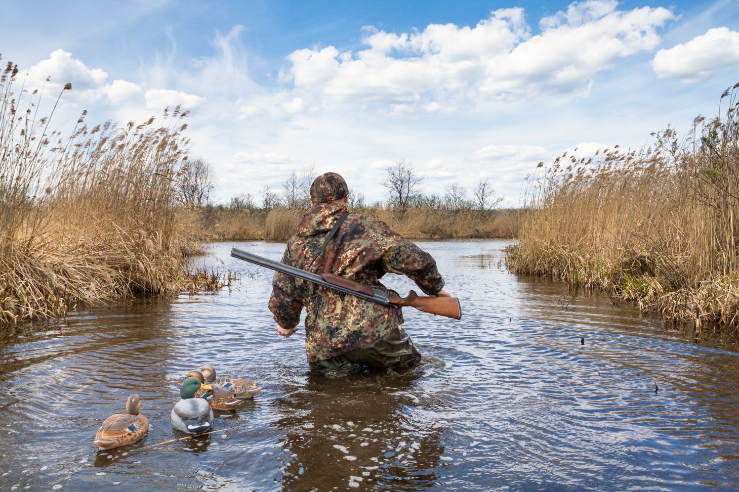 Duck hunter wading through water with decoys