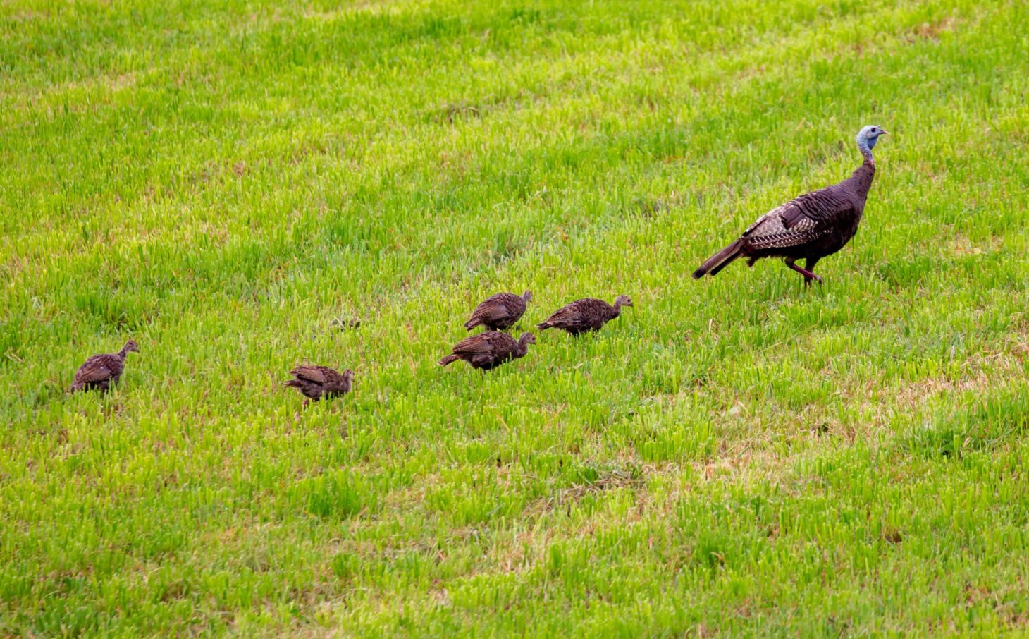 photo for what do turkeys eat