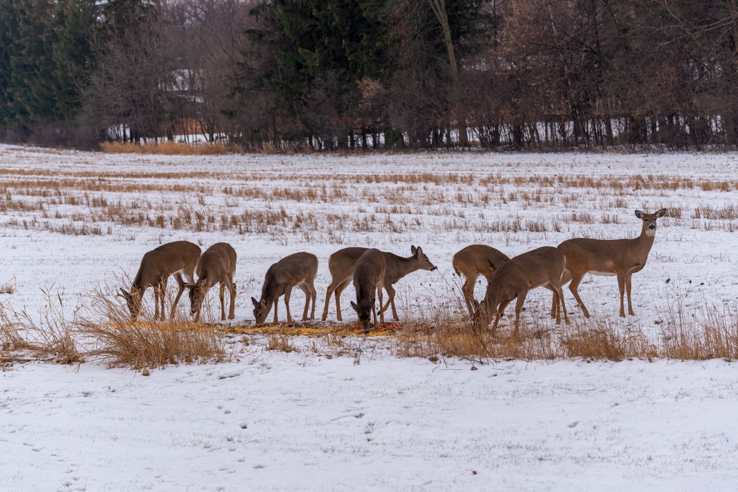 A small herd of deer feed on shelled corn in a winter field.