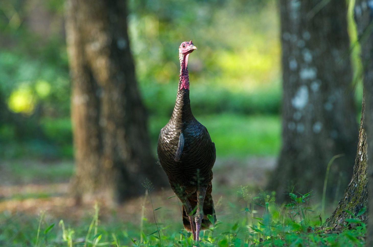 osceola turkey
