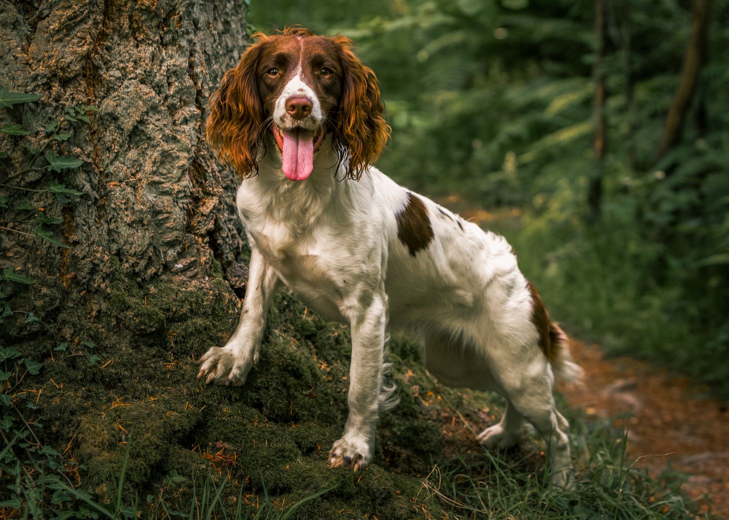 an english springer spaniel make a great flushing grouse dog