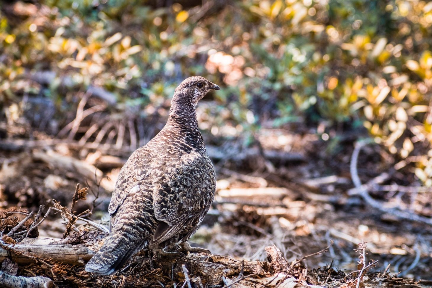 a female sooty grouseÃ¢€”aka blue grouse