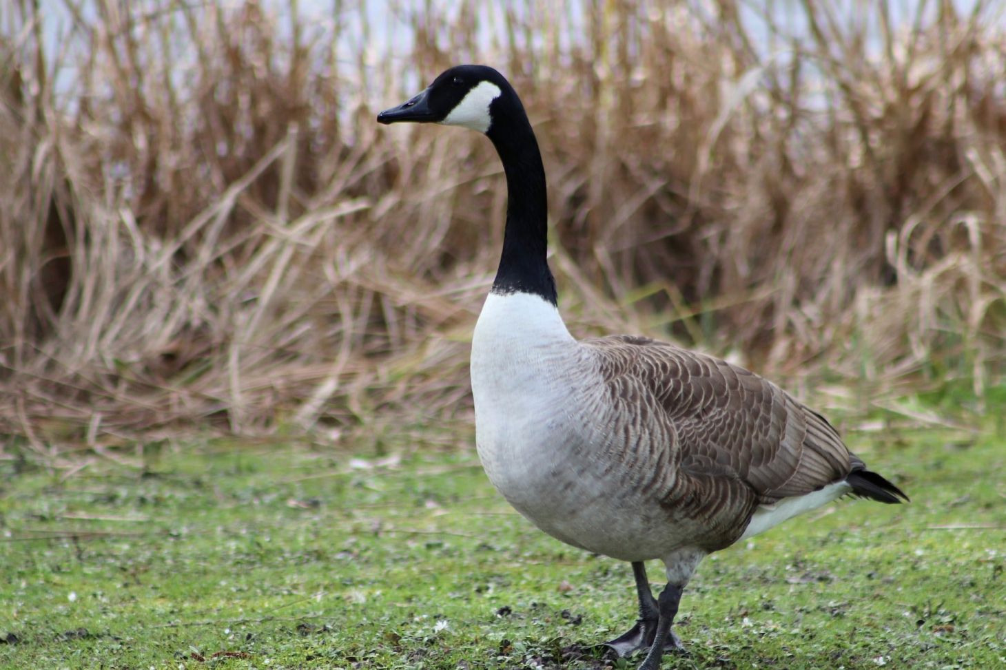 A Canada goose walking on the grass.