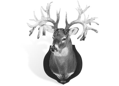 St. Louis Pickup—Missouri