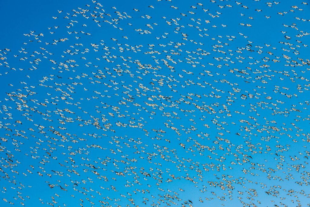 A flock of snow geese in the air.