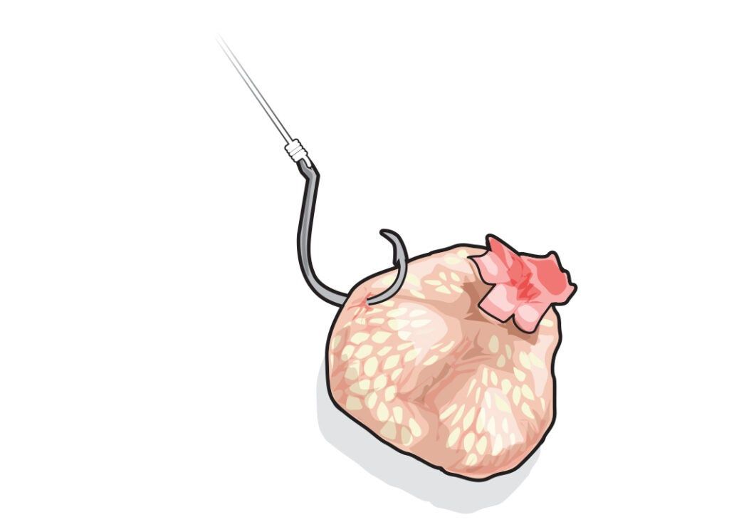 bait rigs, fishing baits, fishing bait rigs, best bait rigs, chicken liver fishing bait