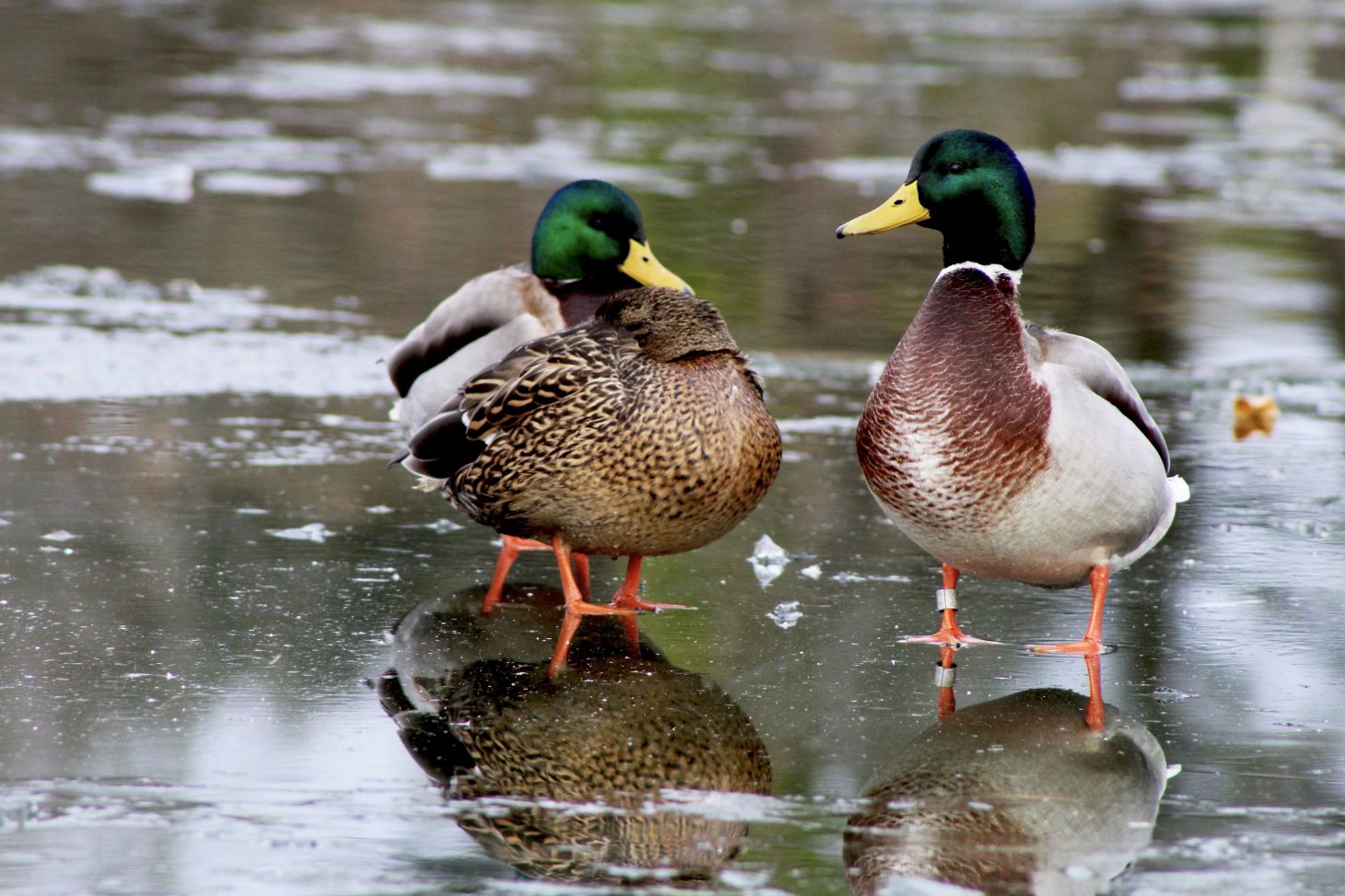 A banded mallard standing on ice. 