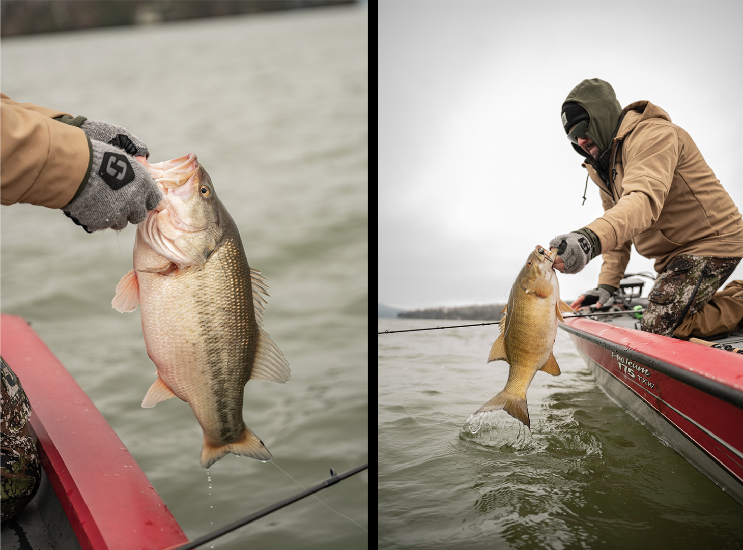 Largemouth and smallmouth bass